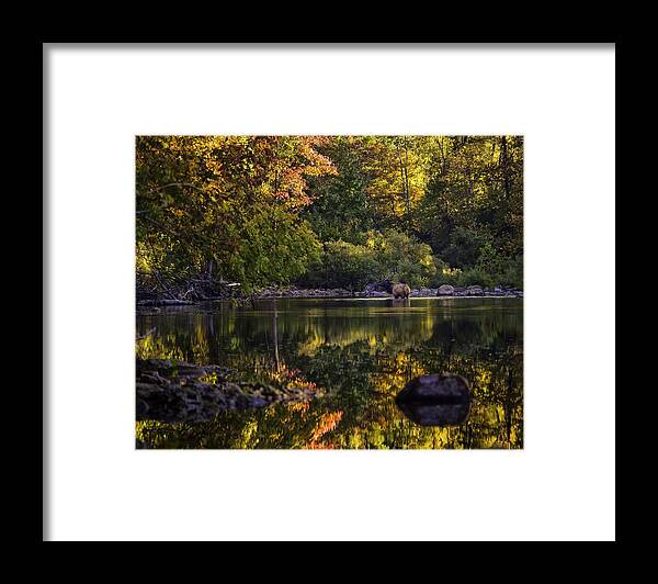 Bull Elk Framed Print featuring the photograph Bull Elk in Buffalo National River in Fall Color by Michael Dougherty
