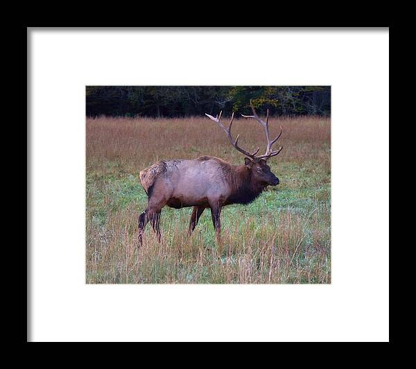 Elk Framed Print featuring the photograph Bull Elk in Rut by Gregory Scott
