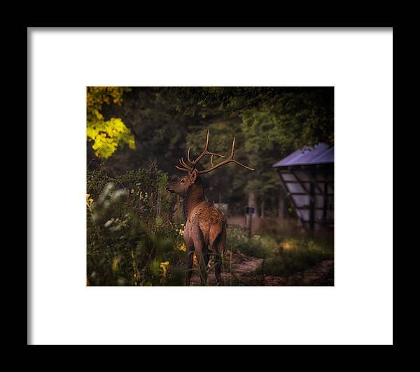 Bull Elk Framed Print featuring the photograph Bull Elk on Country Road by Michael Dougherty