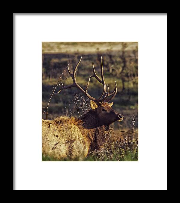 Bull Elk Framed Print featuring the photograph Bull Elk Up Close by Michael Dougherty