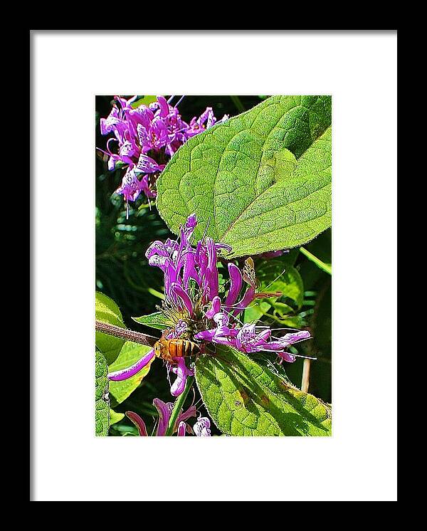 Bumble Framed Print featuring the photograph Bumbling Flora by Kelly Nicodemus-Miller
