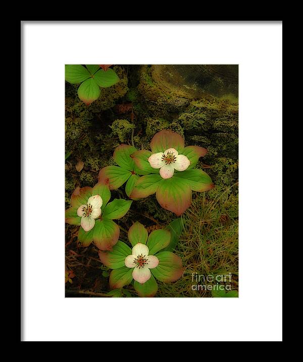 Bunch Framed Print featuring the photograph Bunch Berries by Alana Ranney