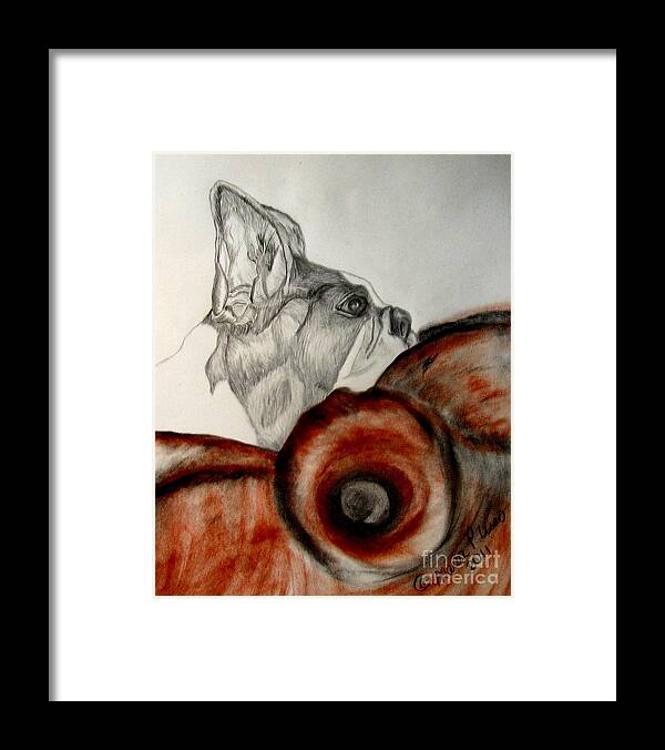 Boston Terrier Framed Print featuring the drawing Bundled in Blankets by Maria Urso