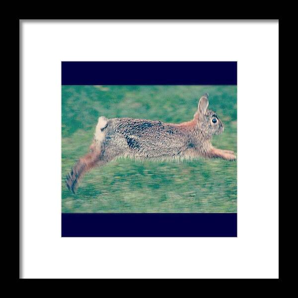 Rabbit Framed Print featuring the photograph #bunny #rabbit #hopping by Lisa Thomas
