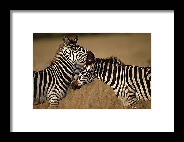 Mp Framed Print featuring the photograph Burchells Zebra Equus Burchellii Pair by Gerry Ellis