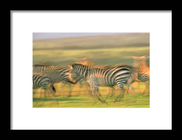 00173375 Framed Print featuring the photograph Burchells Zebra Group Running Kenya by Tim Fitzharris