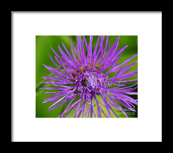 Bug Framed Print featuring the photograph Buried in Purple by Scott Gould