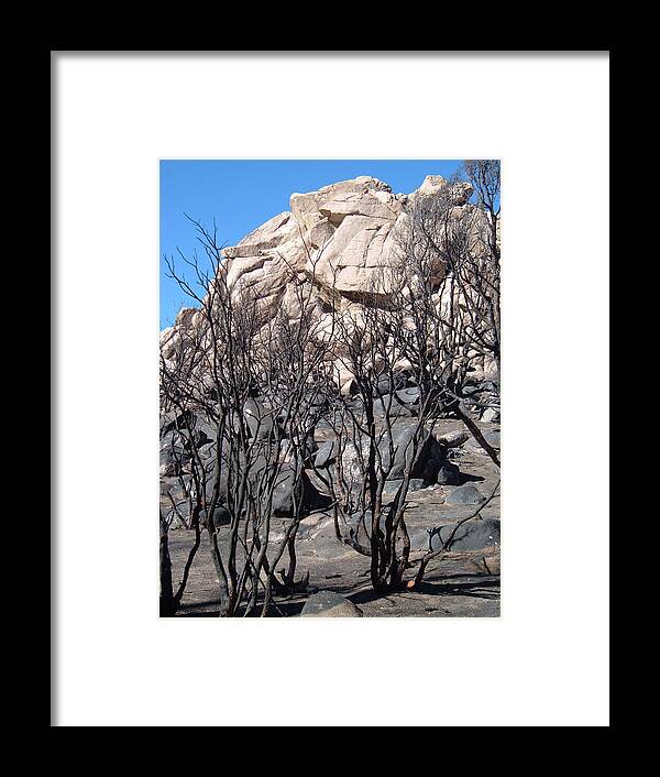 Nature Framed Print featuring the photograph Burned Forest 3 by Naxart Studio