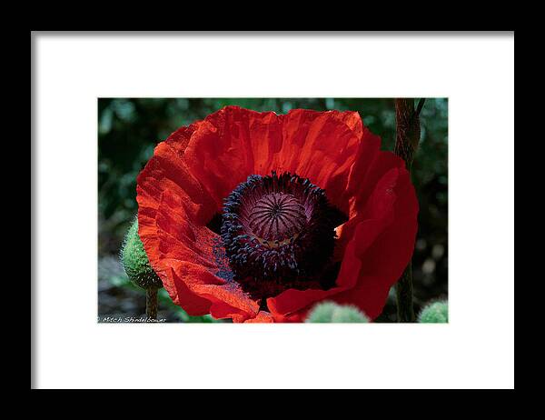 Burning Framed Print featuring the photograph Burning Poppy by Mitch Shindelbower