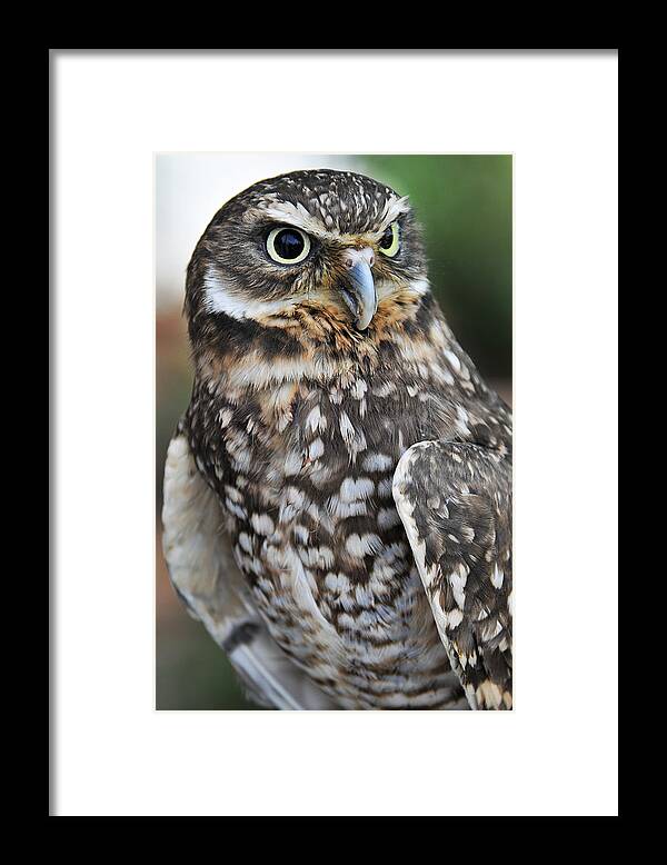 Owl Framed Print featuring the photograph Burrow Owl by Craig Leaper