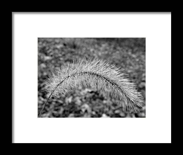 Fuzzy Framed Print featuring the photograph Burst In The Woods by Kim Galluzzo Wozniak