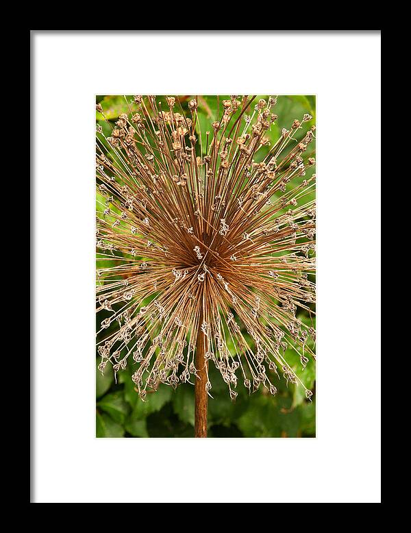 Brilliant Blooms Framed Print featuring the photograph Burst by Paul Mangold