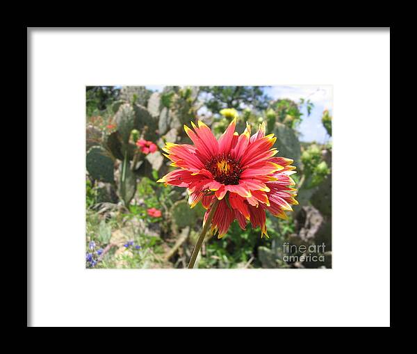 Flower Framed Print featuring the photograph Bursting by Mark Robbins