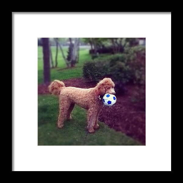 Goldendoodle Framed Print featuring the photograph Buster Found A Ball In The Park And by Duke Estate