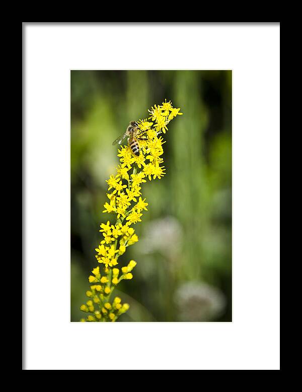 Bee Framed Print featuring the photograph Busy Bee on Yellow Wildflower by Carolyn Marshall