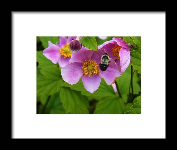 Flower Framed Print featuring the photograph Busy Bumble Bee by Jeanette Oberholtzer