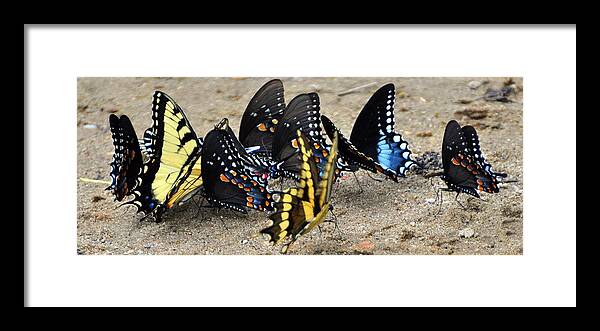 Butterflies Framed Print featuring the photograph Butterfles and More Butterflies by Marty Koch