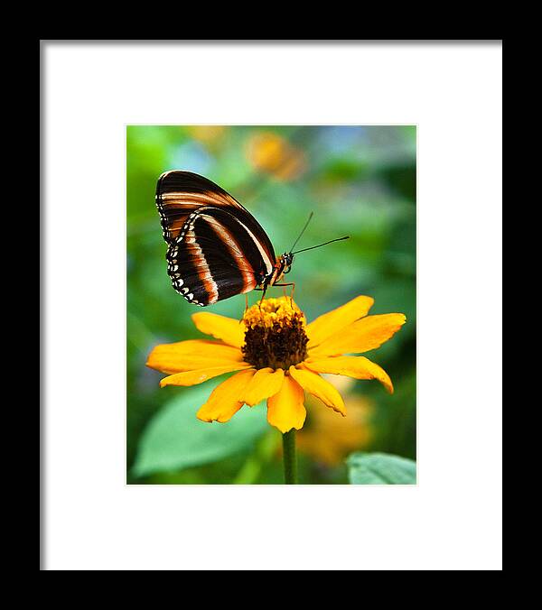 Butterfly Framed Print featuring the photograph Butterfly and Flower by Dennis Dame