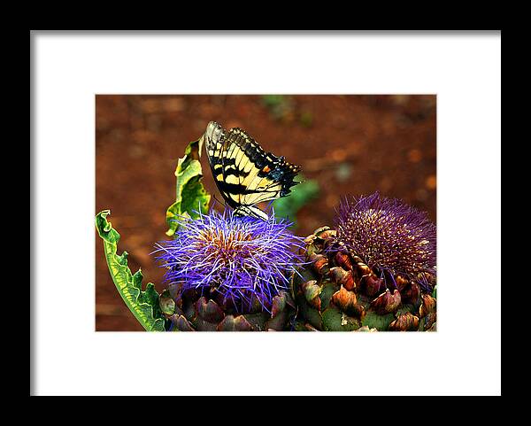 Usa Framed Print featuring the photograph Butterfly Blues by LeeAnn McLaneGoetz McLaneGoetzStudioLLCcom