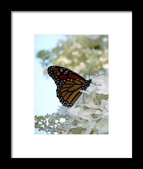 Terry Tanner Framed Print featuring the photograph Butterfly Dreams II by Terry Eve Tanner