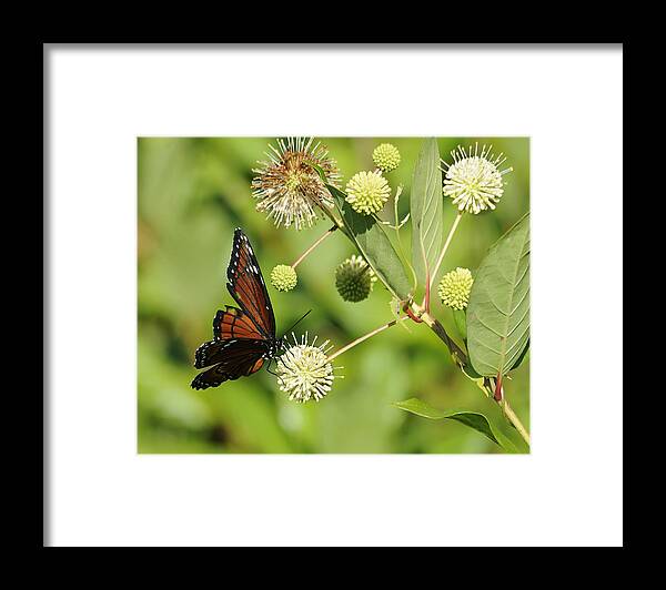 Butterfly Framed Print featuring the photograph Butterfly by Keith Lovejoy