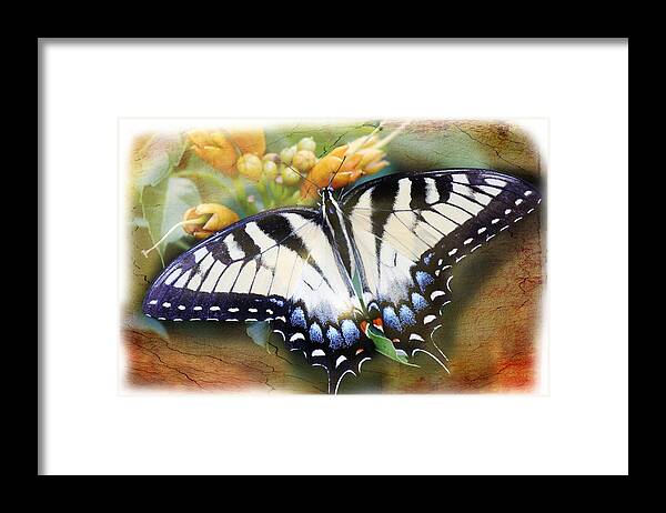 Butterfly Framed Print featuring the photograph Butterfly Kisses by Barry Jones