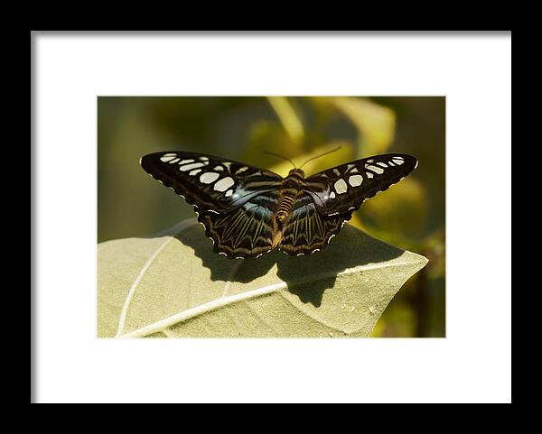 Nature Framed Print featuring the photograph Butterfly by Linda Tiepelman