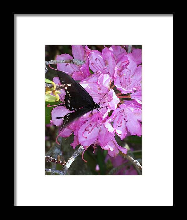 Butterfly Framed Print featuring the photograph Butterfly On Flower by Susan Lane