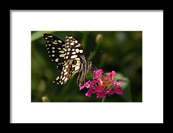 Butterfly Framed Print featuring the photograph Butterfly by Ramabhadran Thirupattur