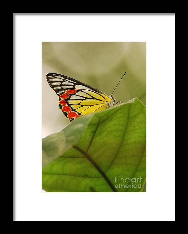 Butterfly Framed Print featuring the photograph Butterfly resting by Fotosas Photography