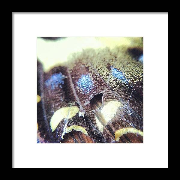 Butterfly Framed Print featuring the photograph Butterfly Wing by Aimee Junnila 📷