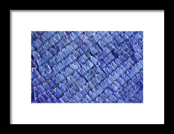 Anatomical Framed Print featuring the photograph Butterfly Wing Scales by Jerzy Gubernator