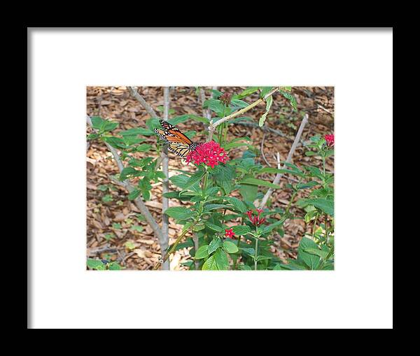 Wildlife Framed Print featuring the photograph Butterfly Wings by Sheila Silverstein
