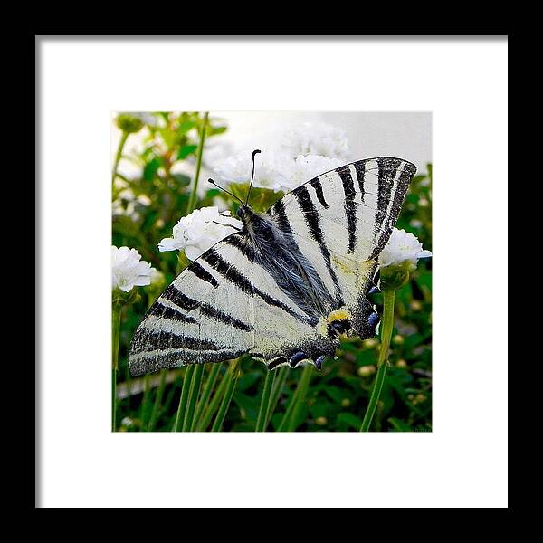 Butterfly Framed Print featuring the photograph butterflyInTheGarden by Szabolcs Baksay