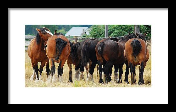Horse Framed Print featuring the photograph Butts Up by Wanda Jesfield