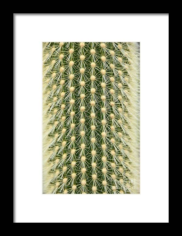 Cactus Framed Print featuring the photograph Cactus 21 by Cassie Marie Photography