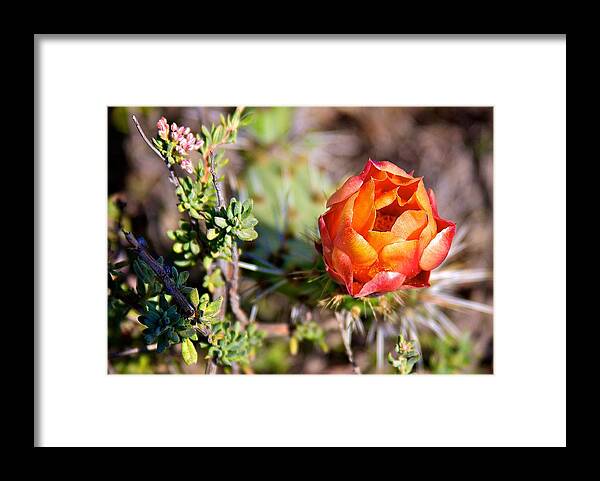 Flower Framed Print featuring the photograph Cactus Bloom by Joseph Urbaszewski