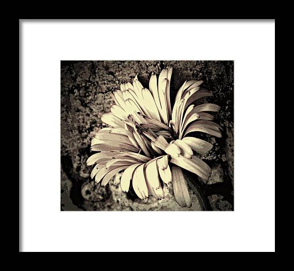Earthy Framed Print featuring the photograph Calendula in Browns by Chris Berry