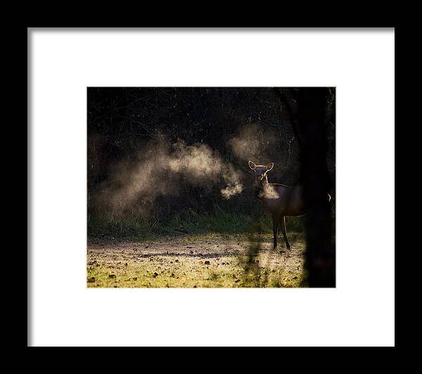 Elk Framed Print featuring the photograph Calf Elk with Steaming Breath at Lost Valley by Michael Dougherty