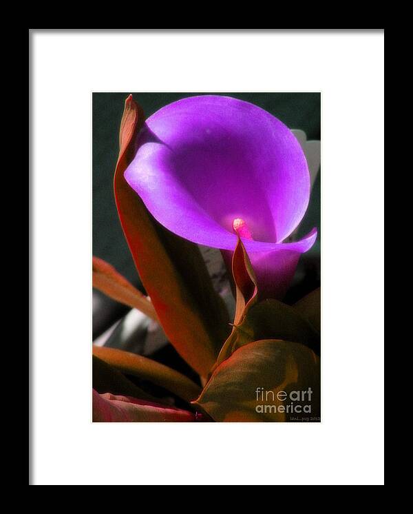 Calla Lily Framed Print featuring the photograph Calle Color by Lani Richmond Elvenia