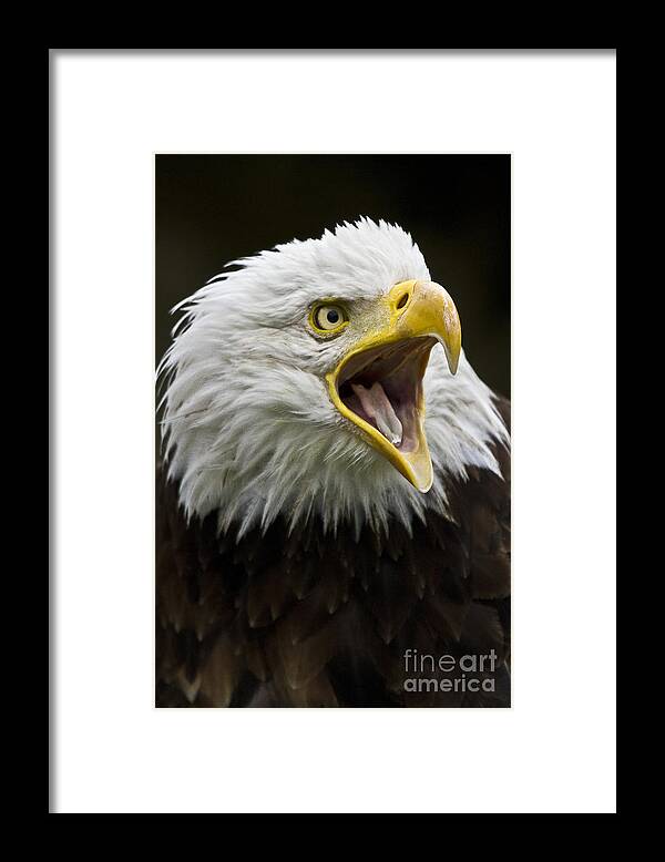 Eagle Framed Print featuring the photograph Calling Bald Eagle - 4 by Heiko Koehrer-Wagner