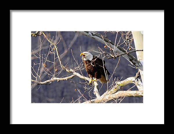 Calling Eagle Framed Print featuring the photograph Calling for his mate by Randall Branham