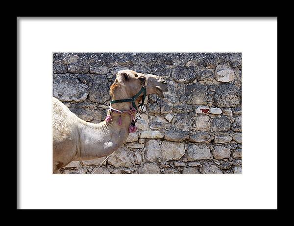 Camel Framed Print featuring the photograph Camel at Sebastia by Munir Alawi