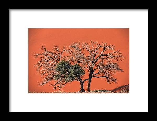 Mp Framed Print featuring the photograph Camelthorn Acacia Acacia Erioloba Tree by Pete Oxford