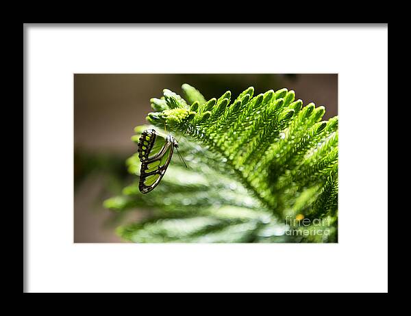 Butterfly Framed Print featuring the photograph Camouflage by Leslie Leda