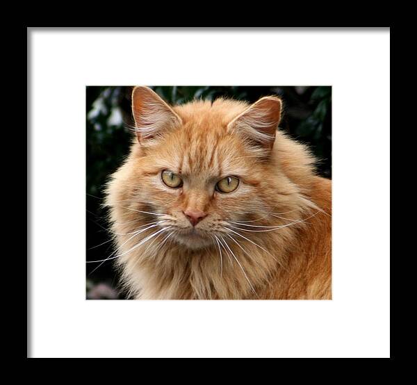 Cats Framed Print featuring the photograph Can I Trust You My Friend by Valia Bradshaw