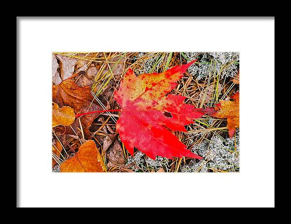 Leaf Framed Print featuring the photograph Can You Be-Leaf It by Jim Simak