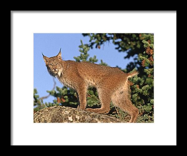 00176639 Framed Print featuring the photograph Canada Lynx Climbing On Rock North by Tim Fitzharris