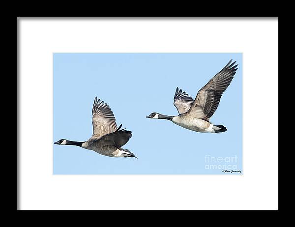 Canadian Geese In Flight Framed Print featuring the photograph Canadian Geese in Flight by Steve Javorsky