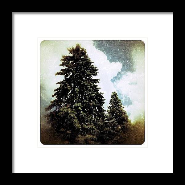 Photooftheday Framed Print featuring the photograph Canadian Pine by Natasha Marco